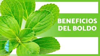 PROPIEDADES MEDICINALES del BOLDO 🌿💚 Beneficios y Para qué Sirve [upl. by Hsak686]