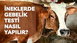 İNEKLERDE GEBELİK TESTİ NASIL YAPILIR [upl. by Jagir]