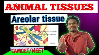 Areolar tissueareolar connective tissue by sagar zoology SAGAR12695 [upl. by Claudette]