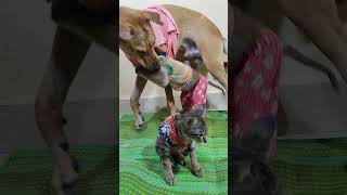 Cute animals ❤️😍 dog cat monkey 😍🌹💐😍 [upl. by Laurentia]