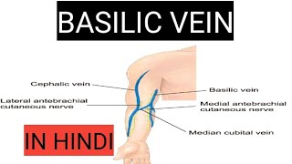 Basilic vein in hindi  upper limb vein  anatomy  by charsi [upl. by Gertrud207]