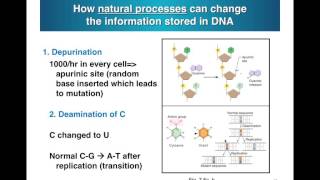 Deamination Irradiation [upl. by Harbert]