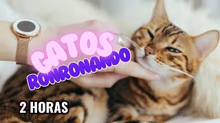 Gatos Ronronando  2 Horas [upl. by Garris]