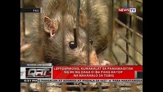 Leptospirosis kumakalat sa pamamagitan ng ihi ng daga o iba pang hayop na nahahalo sa tubig [upl. by Lambert]