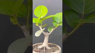 Banyanbonsaiminibonsai ficusfig bonsaitree bot Ficusbonglensisbonsaigarden artficusbonsai [upl. by Anera544]