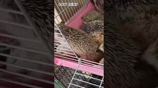 Care of a Pet Hedgehog Keeping Your Hedgehog Safe and Happy shorts hedgehogcare petsPetHedgehog [upl. by Kirwin]