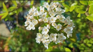 Burkwood Viburnum  Viburnum x burkwoodii one of the most fragrant shrubs for scented gardens [upl. by Cutty]