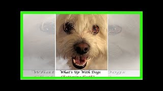 Understanding your dogs teeth chattering [upl. by Eyt653]