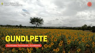 Gundlupet Sunflower Field Karnataka  Short Video by Indian Globetrotting 9  Incredible India [upl. by Alberik]