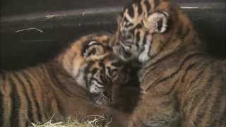 Petting and Cuddling Newborn Tiger Cubs [upl. by Fredella916]