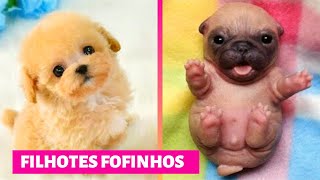 CACHORROS FOFOS ❤ Filhotes Fofos ❤ Cute Puppies Doing Funny [upl. by Annot]