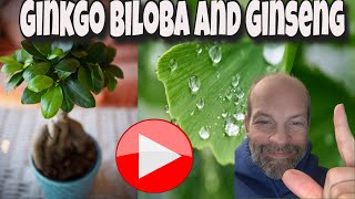 Ginkgo Biloba Ginseng [upl. by Sisxela]