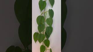 Heart leaf philodendron 💚🍀 plants propagation houseplants garden indoorplants gardening [upl. by Niwde]