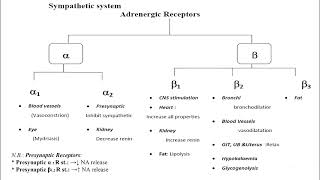 Pharmacology  LEC 6 sympathomimetic [upl. by Eilesor906]