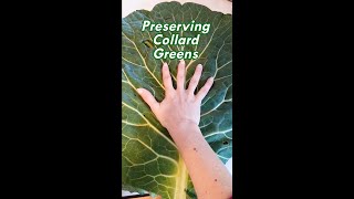 How To Freeze Collard Greens shorts [upl. by Duquette]