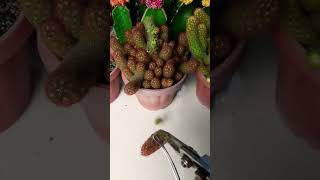 Mammillaria elongata Succulent plant succulents plants cactus propagation homegarden tips [upl. by Chadd]