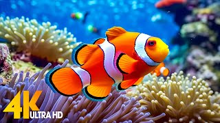 Aquarium 4K VIDEO ULTRA HD 🐠 Beautiful Coral Reef Fish  Relaxing Sleep Meditation Music [upl. by Coates]