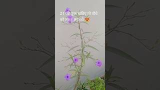 24 घंटे फूल खिले रहते हैं इस पौधे पर beautiful flowers plant videogardensortviralvideotrending [upl. by Retsof]