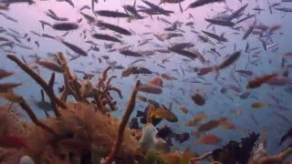 Diving in Komodo National Park onboard Alexa  Sony A7II [upl. by Nnayar]