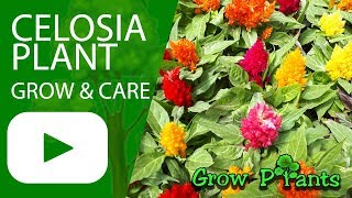 Celosia plant  grow care amp eat Cocks comb [upl. by Seana]