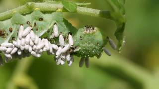 Tobacco Hornworm Parasitoids Emerge from their cocoons [upl. by Leonor839]