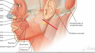 Parotid gland relations 4 [upl. by Nyraf640]