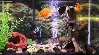 1hr relaxing music Aquarium Screensaver Fishtank HD [upl. by Aliled142]