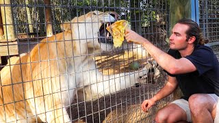 HAND FEEDING THE BIGGEST CAT IN THE WORLD [upl. by Rosenquist]