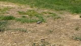 Crested pigeon and Magpielark Ocyphaps lophotes and Grallina cyanoleuca [upl. by Arst920]