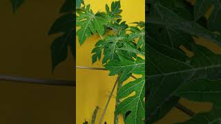 Beautiful papaya plant and papaya leaves benefits amazingfacts plants papaya plant naturegarden [upl. by Foss]