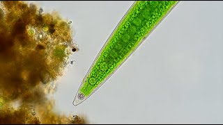 Closterium  Barium Sulfate Crystals and Cyclosis [upl. by Gipson]