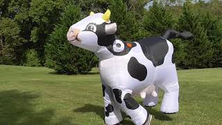 Inflatable Moo Moo Cow Costume Quad Style [upl. by Aicinat]