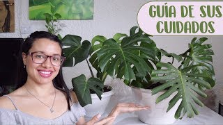 Cómo cuidar la planta Monstera Deliciosa│Candy Bu [upl. by Arabele]