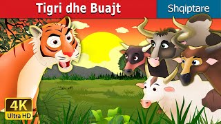 Tigri dhe Buajt  Tiger and Buffaloes in Albanian  AlbanianFairyTales [upl. by Nylinej]