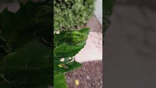 Aphids line dancing on hibiscus [upl. by Eusassilem]