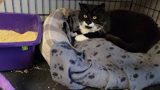 Mustachio learning to play in his cage while kittens go crazy on the floor Dec 20th [upl. by Norrv291]