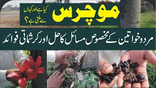 Mochras kya ha  mochras ke fawaid  silk cotton tree gum health benifits in urdu موچرس فوائد پہچان [upl. by Teresa]