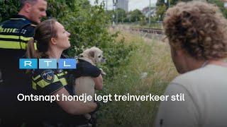 Ewout en agenten in wilde achtervolging Hondje weer ontsnapt na redding  Bureau Maastricht [upl. by Jeromy]