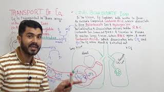 L8 Transport Of Carbon dioxide AS Bicarbonate Ions [upl. by Letnuahc850]