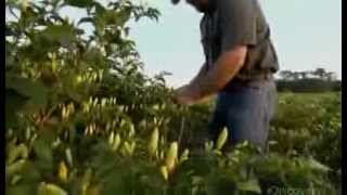 How Its Made Tabasco Hot Sauce Discovery Channel [upl. by Burdelle]