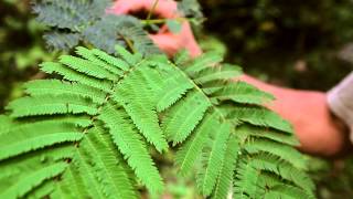 Chinese Herbs in America Mimosa  Clearpath School of Herbal Medicine [upl. by Fadil]