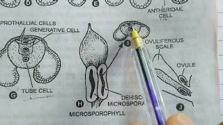 Development of Male Gametophyte in Pinus  micrspore Pollen grains  Gymnosperms [upl. by Gilbertson]