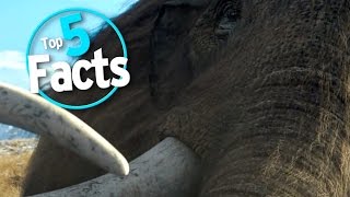 Top 5 Facts about Mammoths [upl. by Lilak]