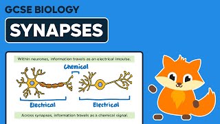 Synapses  GCSE Biology [upl. by Legge]