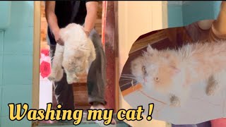 So I tried to wash my cat 🐱 🤪 [upl. by Ahsiyn877]