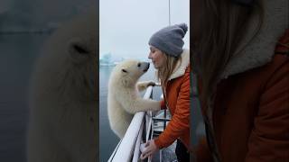 A little polar bear that wants to get on the boat polarbear cuteanimals arcticanimals [upl. by Annal802]