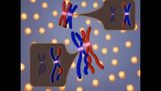 meiosis 3d animation phases of mitosis cell cycle and cell divisionmitosis and meiosis [upl. by Aeriela334]