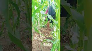 APPLICATION OF FERTILIZERS BEFORE THE FINAL WEEDING [upl. by Shieh]