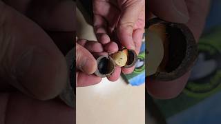 Trying Macadamia Nuts for the First Time  Taste Test and Review thevetpreneurvoice macadamia [upl. by Memberg]