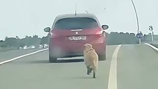 Abandoned dog follows owner for 10km But what he did to it is shocking [upl. by Lachman683]